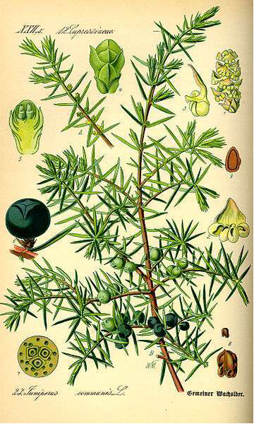 Jalowiec Illustration