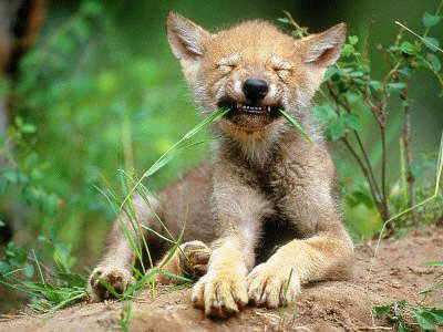 Pure Joy